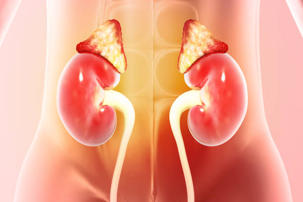 istock Kidneys, human renal realistic 3d illustration 2162502101