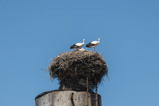 istock Stork nest on a water tower 2162502635