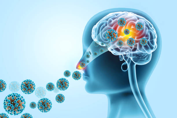 istock Visual concept of deadly brain-eating virus infection. 3d illustration 2162503257