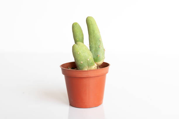istock Trichocereus bridgesii monstrose peniscactus isolated on white background 2162504097