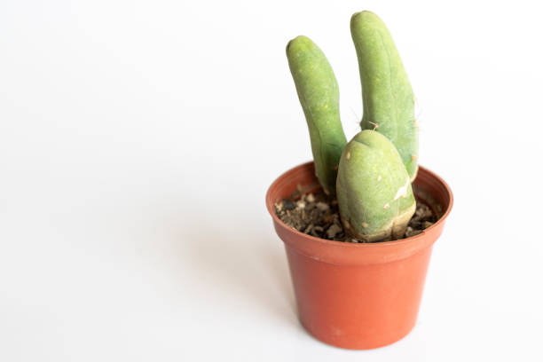 istock Penis cactus trichocereus isolated on white background with copy space 2162504140
