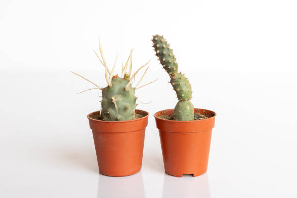 istock Tephrocactus Paper spine and Tephrocactus Spruce cone cactus isolated on white background 2162504313