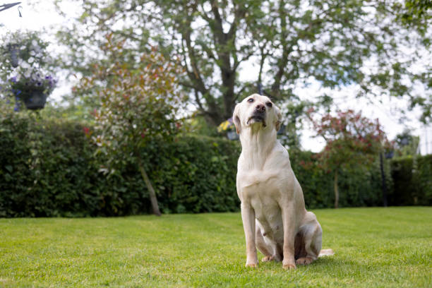 A full-length wide shot of a female blonde working Labrador sitting in the garden of a gun-dog kennels in North East England. She is looking ahead, slightly off-frame, and in the background is a hedge and trees.\n\nVideos similar to this scenario available.