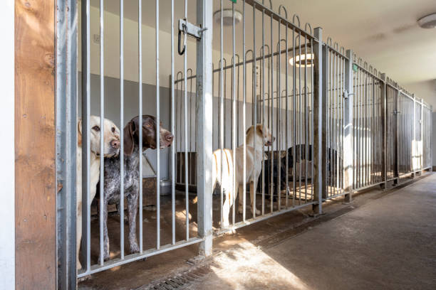 istock Dogs Together in the Kennels 2162505143