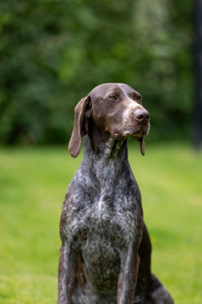istock Elegant Pointer Dog Sitting in the Garden 2162505151
