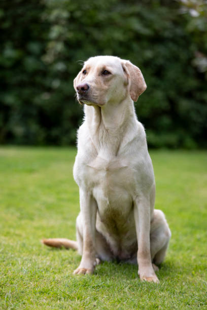 A full-length shot of a female blonde working Labrador sitting in the garden of a gun-dog kennels in North East England. She is looking to one side, away from the camera, and in the background is a hedge, out of focus.\n\nVideos similar to this scenario available.