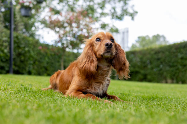 A full-length shot of a red male cocker spaniel lying down in the garden of a gun-dog kennels in North East England. He is looking away from the camera and in the background is a hedge and trees, out of focus.\n\nVideos similar to this scenario available.
