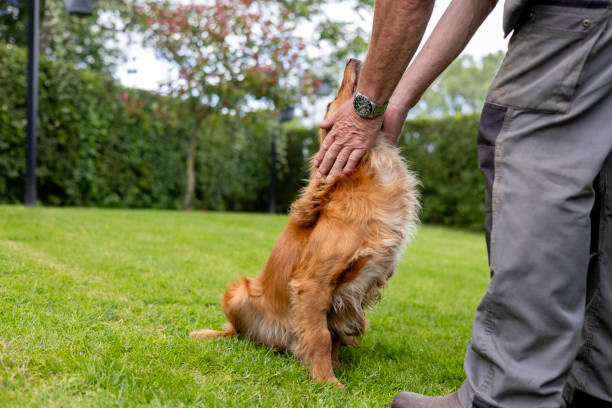 istock Cocker Spaniel Being Petted in the Garden 2162505227