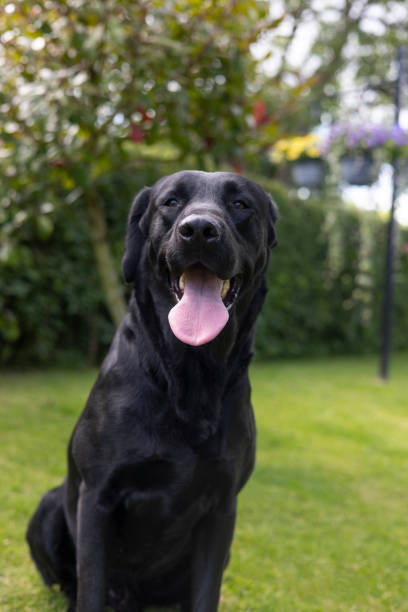 cute black labrador puppy