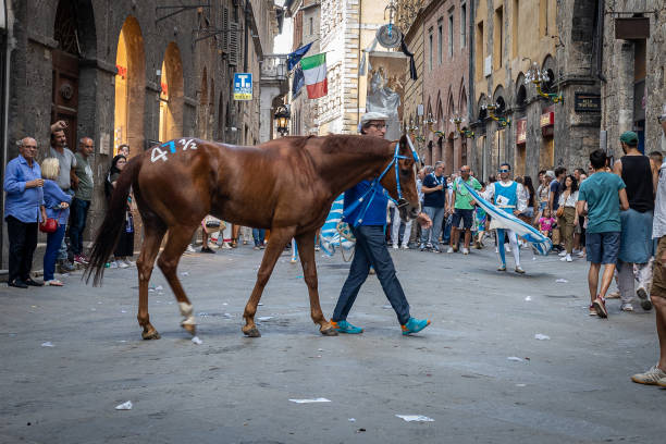 Siena, Italy - July 14 2024:  Horse groom and the winner horse of the Contrada Onda named Tabacco marching through the street to Piazza del Campo, scene from the Palio di Siena Victory Celebrations