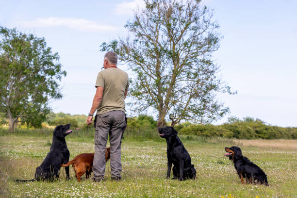 istock Group of Working Dogs Patiently Waiting for Instructions 2162505347