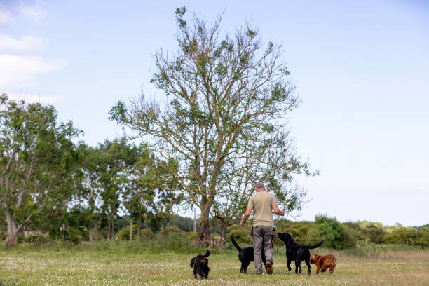 istock Man and Four Dogs in a Rural Field 2162505364