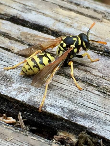 istock Wasp and a wooden board 2162506300