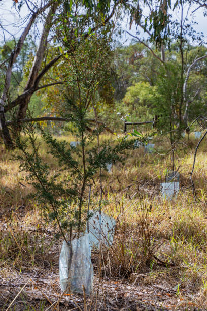 istock Revegetation of Australia's Bush 2162506781