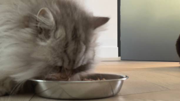 istock British longhair cat eating 2162508164