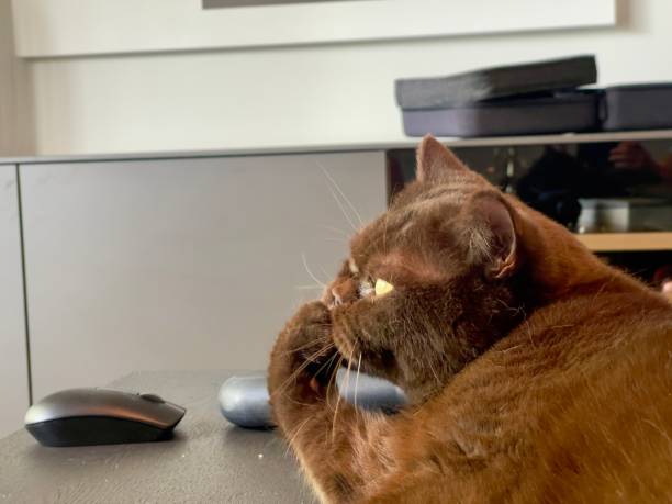 istock British shorthair cat 2162508201