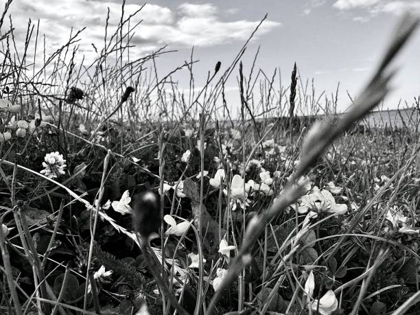Close up of wildflowers