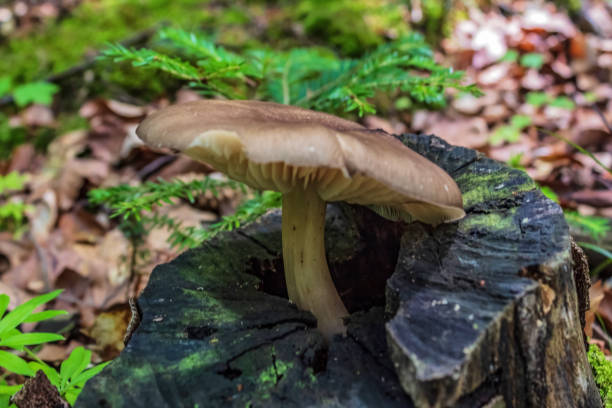 istock Macro  - Forest - Europe, Romania 2162509633