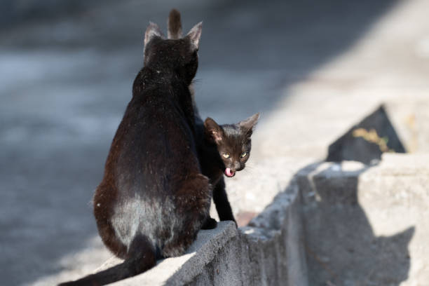 A mother cat is nursing her small kittens, symbolizing motherhood, care, and family love. The kittens are feeding while snuggling closely to their mom.