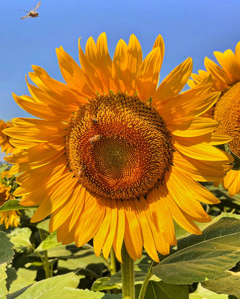 istock Sunflowers near my home 2162510809
