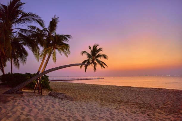 istock Wallpaper of coast with tall palm trees at sunset with gradient idyllic sky 2162510965