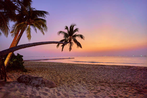 istock Wallpaper of coast with tall palm trees at sunset with gradient idyllic sky 2162510973