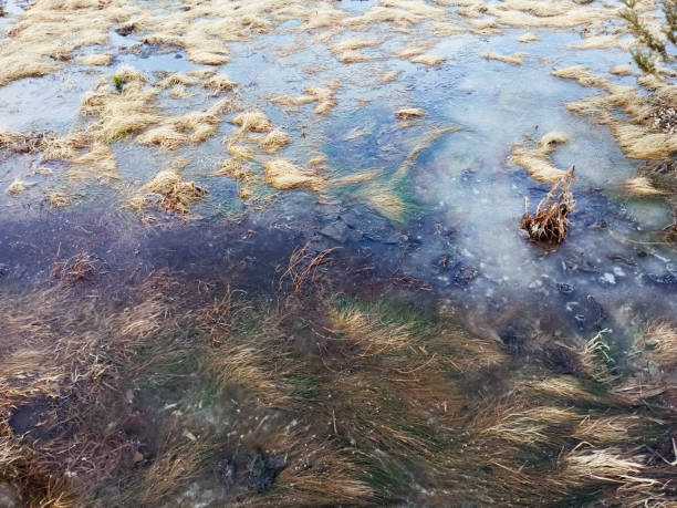 Tundra vegetation. Withered grass in ice. View from above.