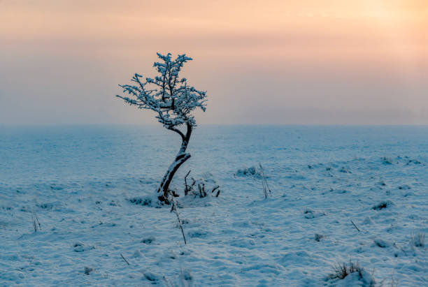 Lonely bare tree on a snowy mountainside during sunset
