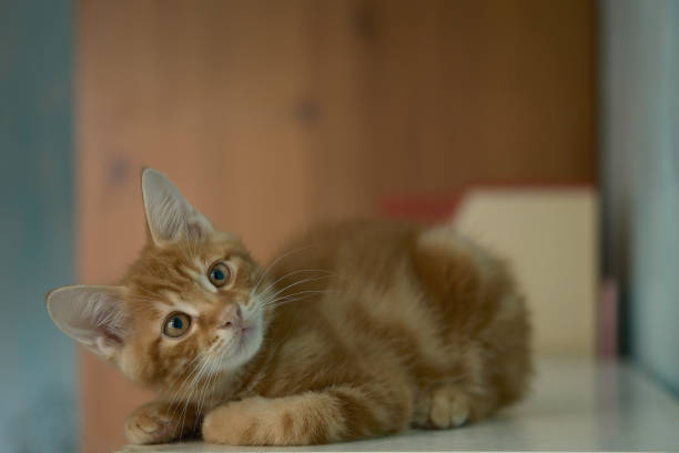 Ginger kitten. Funny red kitten looks at the camera. blurred domestic interior. Pets. portrait of a cat. Kurilian Bobtail breed, beautiful small baby kitten