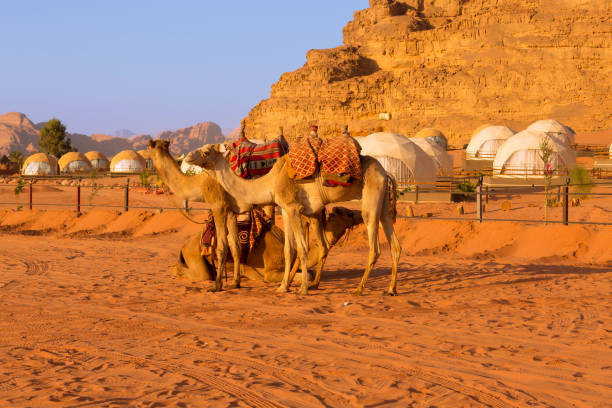 istock Camels and camp in Wadi Rum desert, Jordan 2162513243