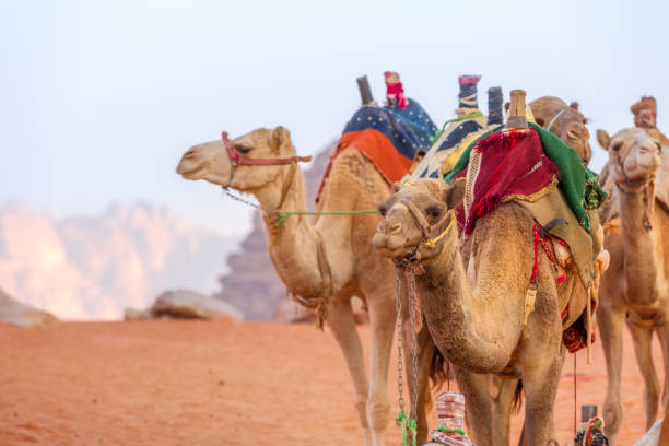 istock Camels with saddle in Jordan desert 2162513622