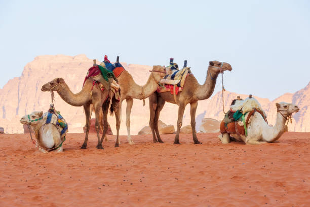 istock Camels in the desert Wadi Rum, Jordan 2162513639