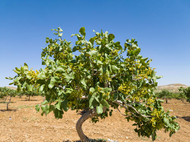 Pistachio tree with fresh green pistchios fruit, pistachios farm