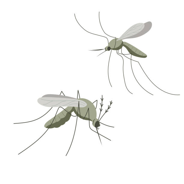 mosquitoes Small mosquito insect. Illustration in flat, simple, cartoon style pest control logos silhouette stock illustrations