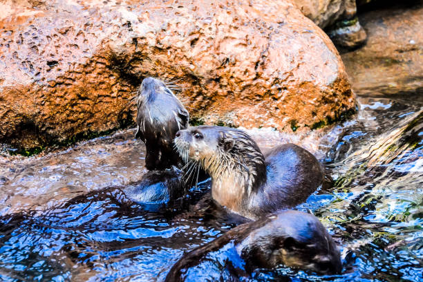istock Mammal Nutria Aonix Cinerea 2162516258