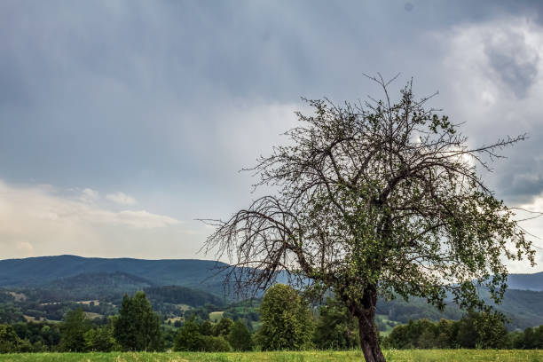 Landscapes - Forest - Europe, Romania