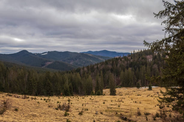 Landscapes - Forest - Europe, Romania
