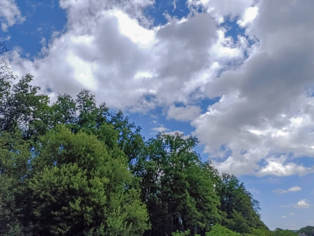 Serene landscape featuring expansive blue sky and fluffy white clouds over lush green forest capturing the essence of nature's tranquility and scenic beauty