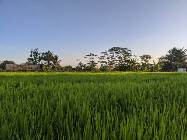 istock Sunset View of Rice Field 2162517141
