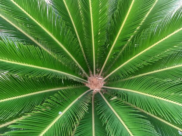 Palm tree leaves close photo