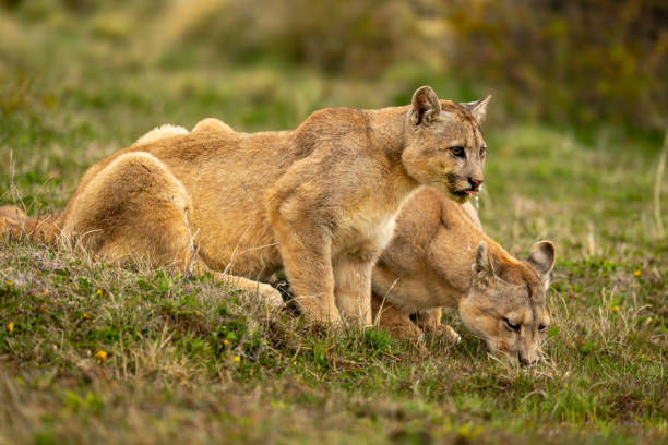 istock Two pumas drink from pool in scrubland 2162517639