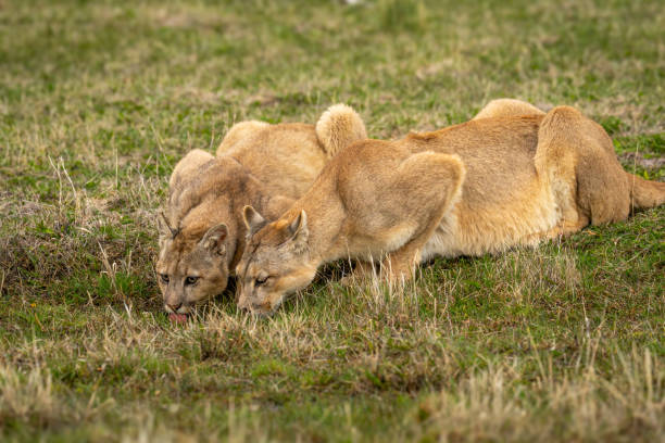 istock Two pumas lie drinking at grassy pool 2162517670