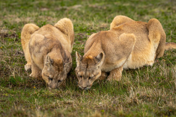 istock Two pumas lie drinking at grassy puddle 2162517678