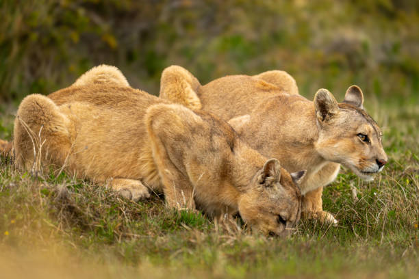 istock Two pumas lie drinking side-by-side from pond 2162517684