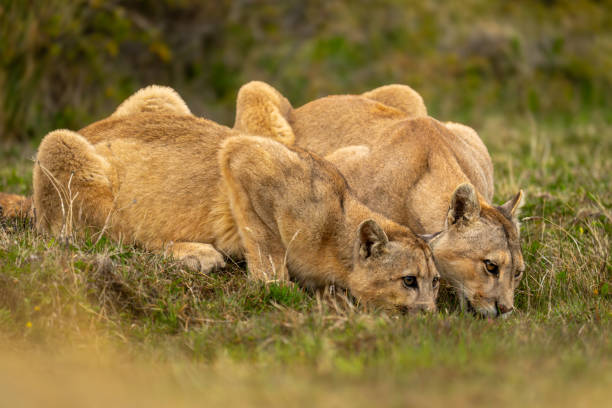 istock Two pumas lie drinking side-by-side in scrubland 2162517692