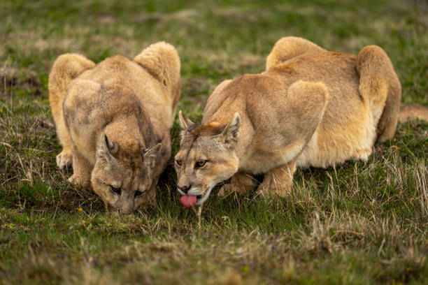 Two pumas lie drinking water from pool