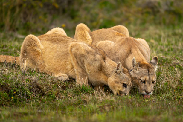 istock Two pumas lie drinking water in scrubland 2162517705