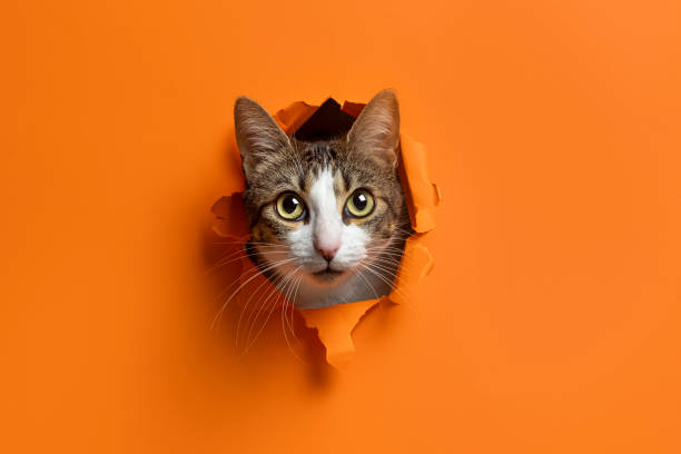 istock cute cat breaking through hole paper background 2162518291