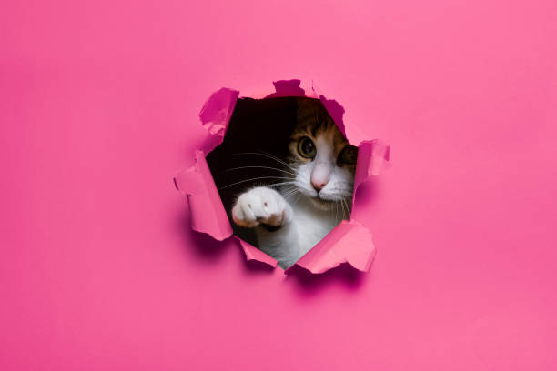 istock cute cat breaking through hole paper background 2162518292