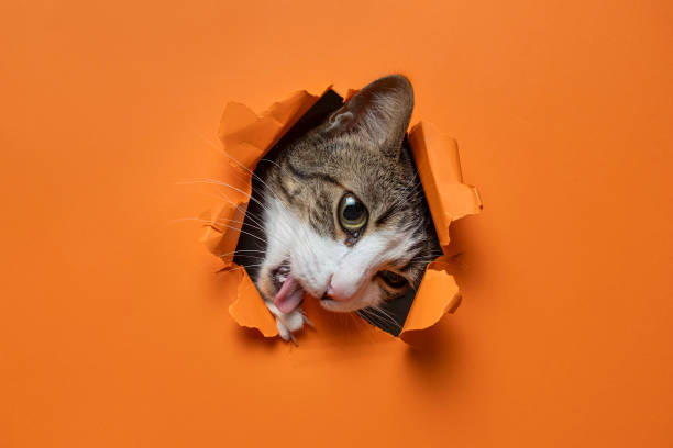 istock cute cat breaking through hole paper background 2162518293